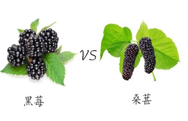黑莓8900，黑莓和桑葚的区别！